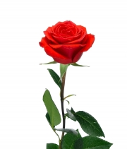 Изображение товара Троянда Ніна (Nina) висота 60см